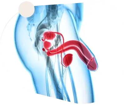 Bruno Capsules Affordable Price Bruno Capsules Affordable Price
